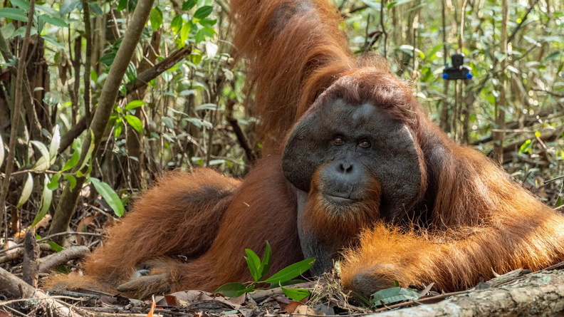 Boncel the Orangutan in Ketapang, west Kalimantan province, Borneo, Indonesia